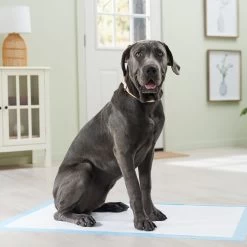 Frisco Premium Giant Dog Training & Potty Pads -Pet Supplies Shop 152699 PT6. AC SS1800 V1674671620