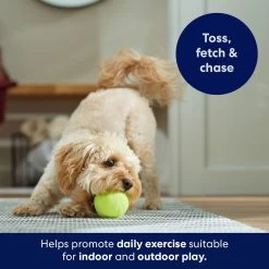 Frisco Fetch Squeaky Tennis Ball Dog Toy -Pet Supplies Shop 152803 PT5. AC SS1800 V1691776636