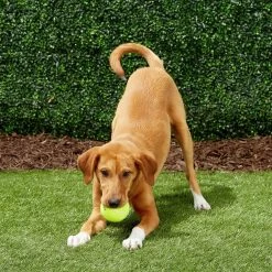 Frisco Fetch Squeaky Tennis Ball Dog Toy -Pet Supplies Shop 152803 PT6. AC SS1800 V1691776652
