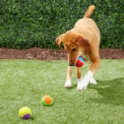 Frisco Fetch Squeaking Colorful Tennis Ball Dog Toy -Pet Supplies Shop 152846 PT6. AC SS1800 V1691776651