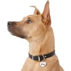 Frisco Personalized Dog & Cat ID Tag, Heart -Pet Supplies Shop 153006 PT5. AC SS1800 V1540562340