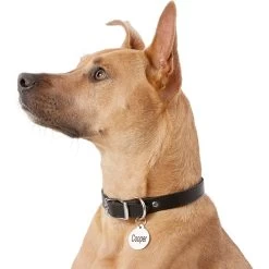 Frisco Personalized Dog & Cat Tag, Round -Pet Supplies Shop 153015 PT5. AC SS1800 V1540562586