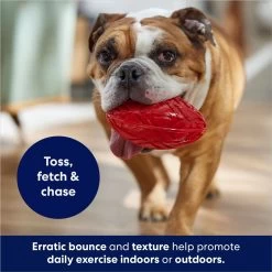 Frisco Football TPR Squeaky Dog Toy -Pet Supplies Shop 154412 PT3. AC SS1800 V1686578718