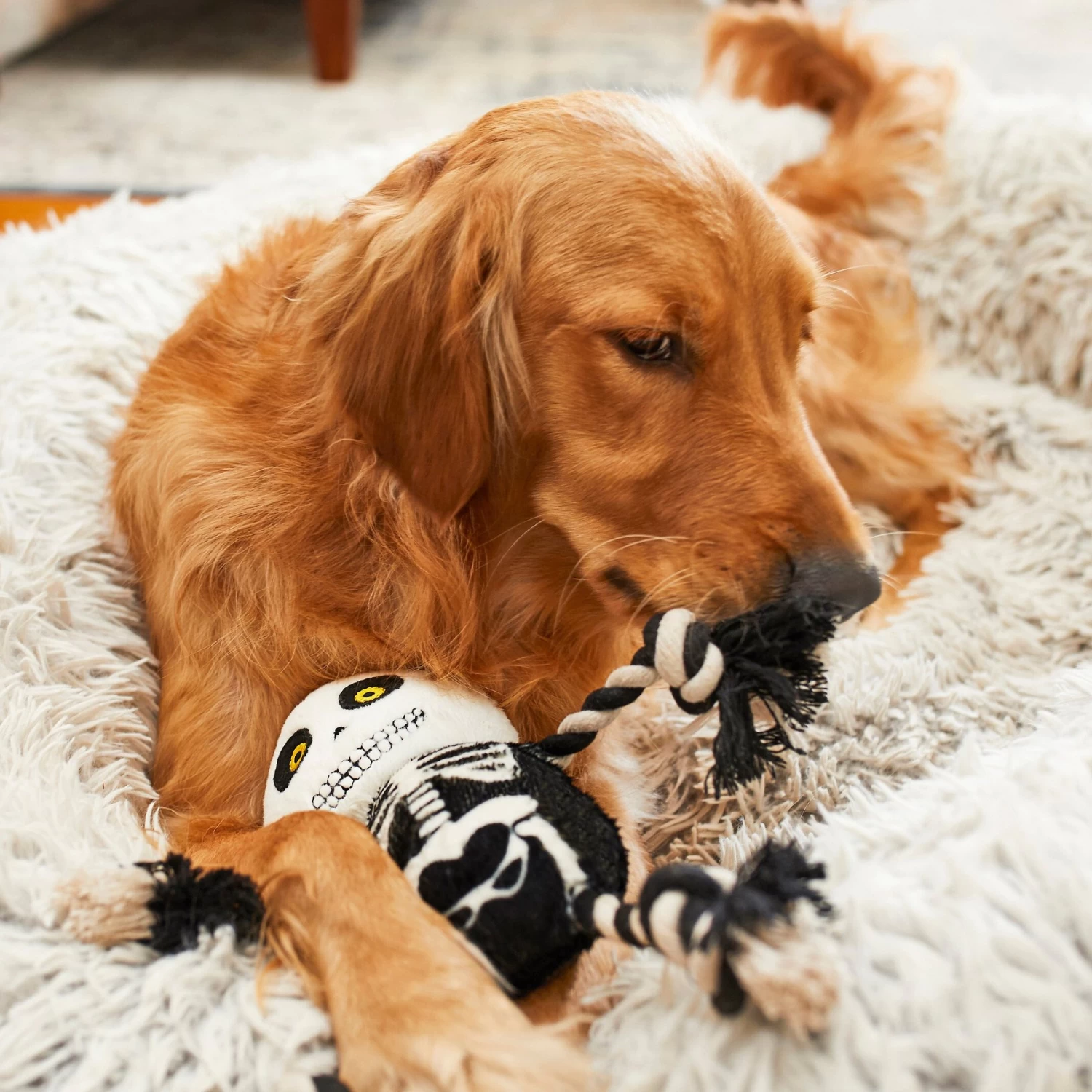 Frisco Halloween Skeleton Plush with Rope Squeaky Dog Toy Frisco Halloween Skeleton Plush With Rope Squeaky Dog Toy -Pet Supplies Shop 161358 PT6. AC SS1800 V1597599370