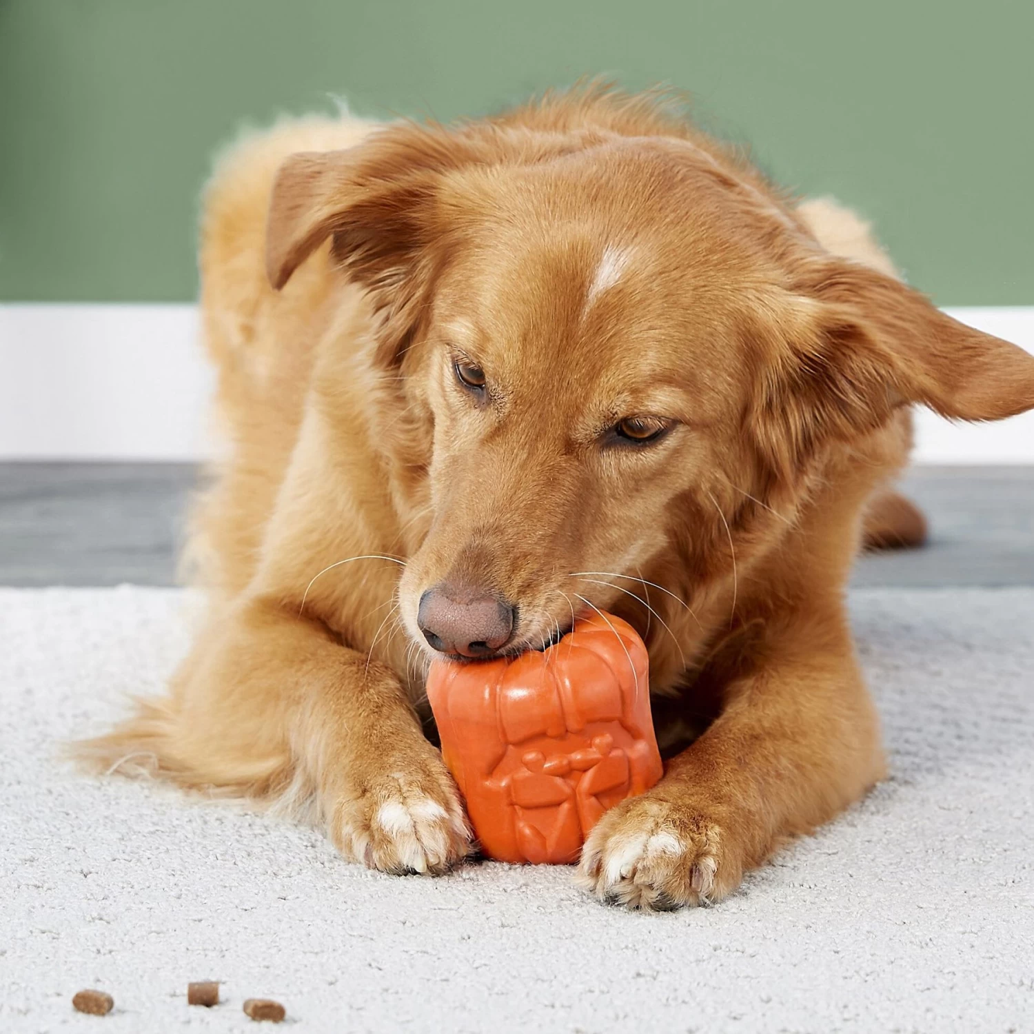 Frisco Halloween Pumpkin Rubber Treat Dispenser Dog Toy, Medium/Large Frisco Halloween Pumpkin Rubber Treat Dispenser Dog Toy, Medium/Large -Pet Supplies Shop 164763 PT5. AC SS1800 V1689876672