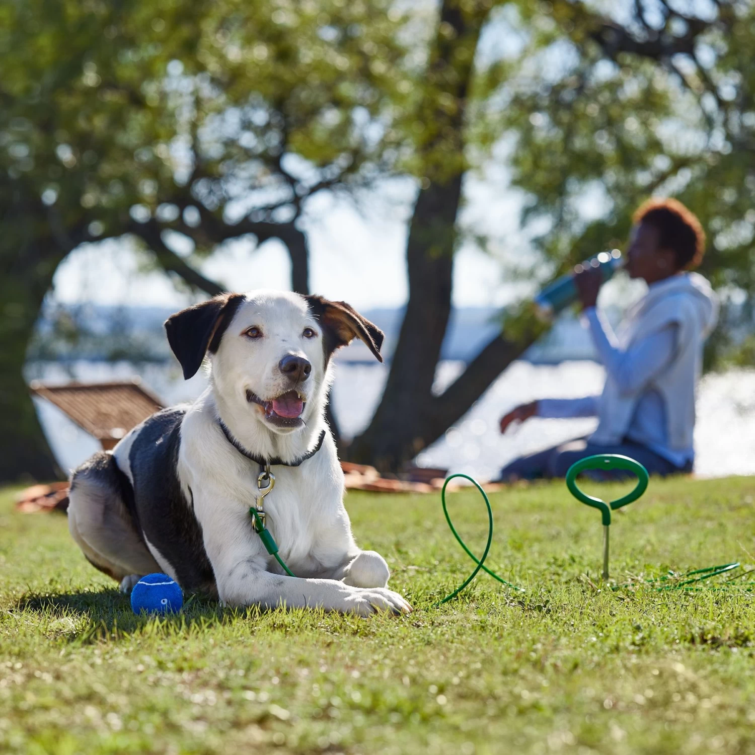 Frisco Easy Grip Stake with Tie Out Cable, Large Frisco Easy Grip Stake With Tie Out Cable, Large -Pet Supplies Shop 166447 PT5. AC SS1800 V1701796826