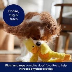 Frisco Duck Plush With Inside Rope Squeaky Dog Toy -Pet Supplies Shop 174723 PT4. AC SS1800 V1695671059