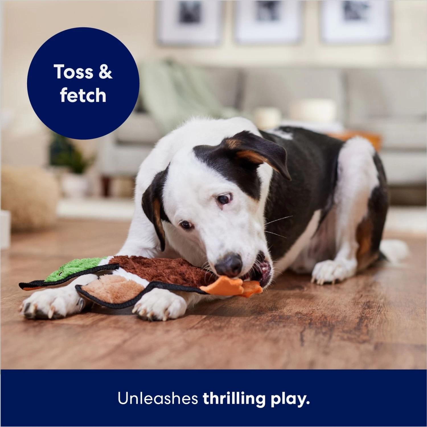 Frisco Mallard Stuffing-Free Flat Plush Squeaky Dog Toy Frisco Mallard Stuffing-Free Flat Plush Squeaky Dog Toy -Pet Supplies Shop 174731 PT5. AC SS1800 V1686579082