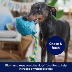 Frisco Birthday Balloon Plush With Rope Squeaky Dog Toy -Pet Supplies Shop 177807 PT3. AC SS1800 V1695241973