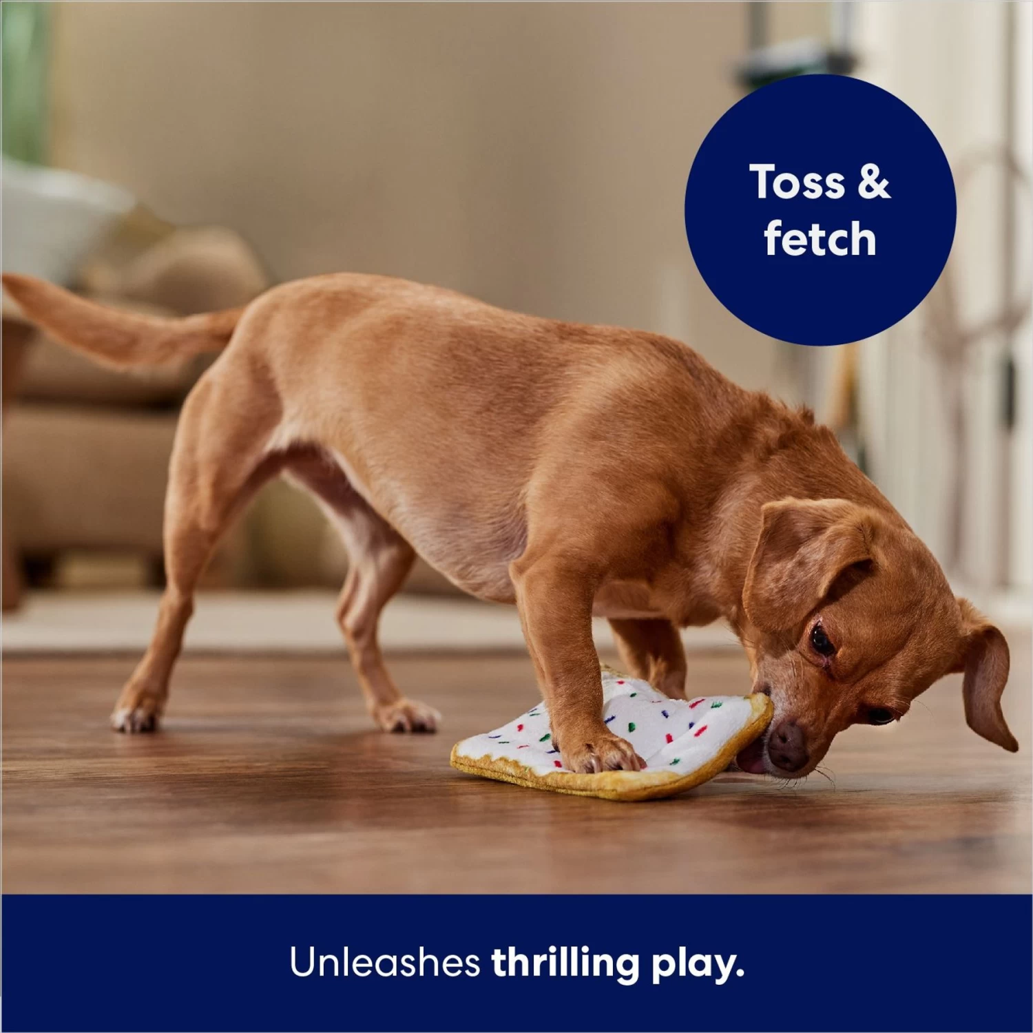 Frisco Frosted Pastry Stuffing-Free Flat Plush Squeaky Dog Toy Frisco Frosted Pastry Stuffing-Free Flat Plush Squeaky Dog Toy -Pet Supplies Shop 213812 PT5. AC SS1800 V1686579088