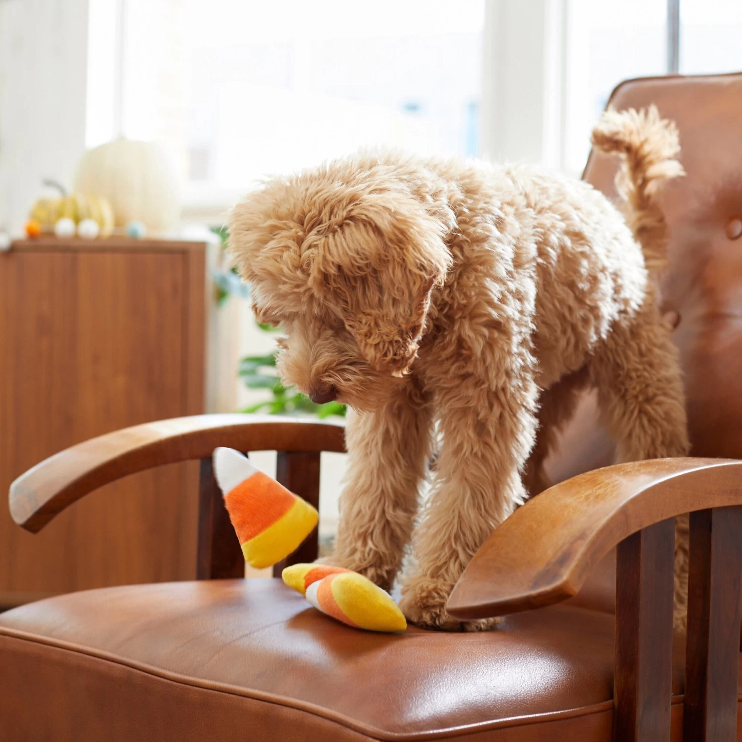 Frisco Halloween Candy Corn Plush Squeaky Dog Toy Frisco Halloween Candy Corn Plush Squeaky Dog Toy -Pet Supplies Shop 218619 PT6. AC SS1800 V1597599676