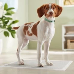 Frisco Charcoal Dog Training & Potty Pads -Pet Supplies Shop 227456 PT6. AC SS1800 V1674667029