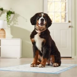 Frisco Premium Giant Printed Dog Training & Potty Pads, 27.5 X 44-in, Unscented 6 Frisco Premium Giant Printed Dog Training & Potty Pads, 27.5 X 44-in, Unscented -Pet Supplies Shop 227472 PT6. AC SS1800 V1674663313