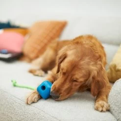 Frisco Retro PC Mouse Rubber Tug & Fetch Dog Toy -Pet Supplies Shop 230385 PT3. AC SS1800 V1606953426