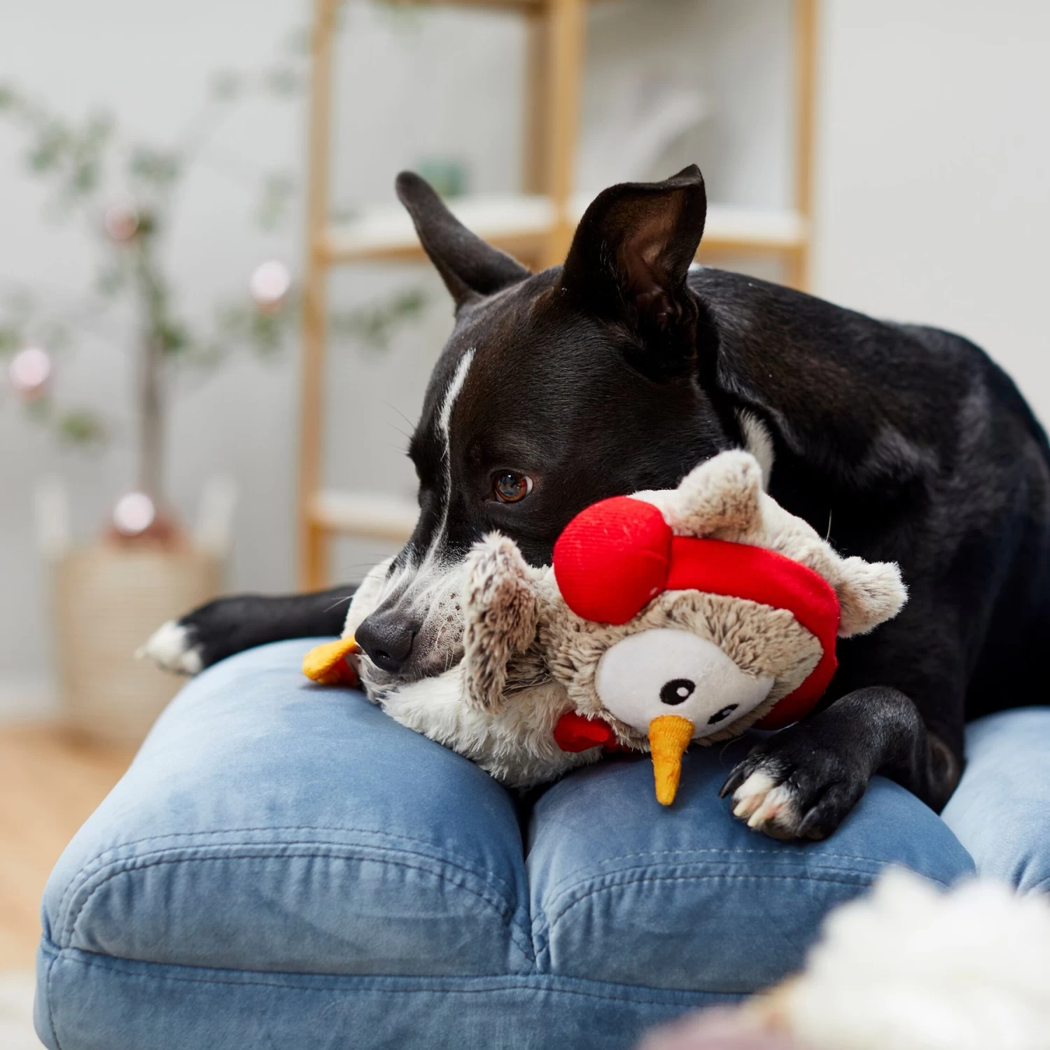 Frisco Holiday Owl Plush Squeaky Dog Toy Frisco Holiday Owl Plush Squeaky Dog Toy -Pet Supplies Shop 233160 PT2. AC SS1800 V1601304724