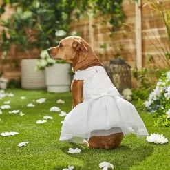 Frisco Formal Dog Wedding Dress 6 Frisco Formal Dog Wedding Dress -Pet Supplies Shop 248743 PT7. AC SS1800 V1614118361