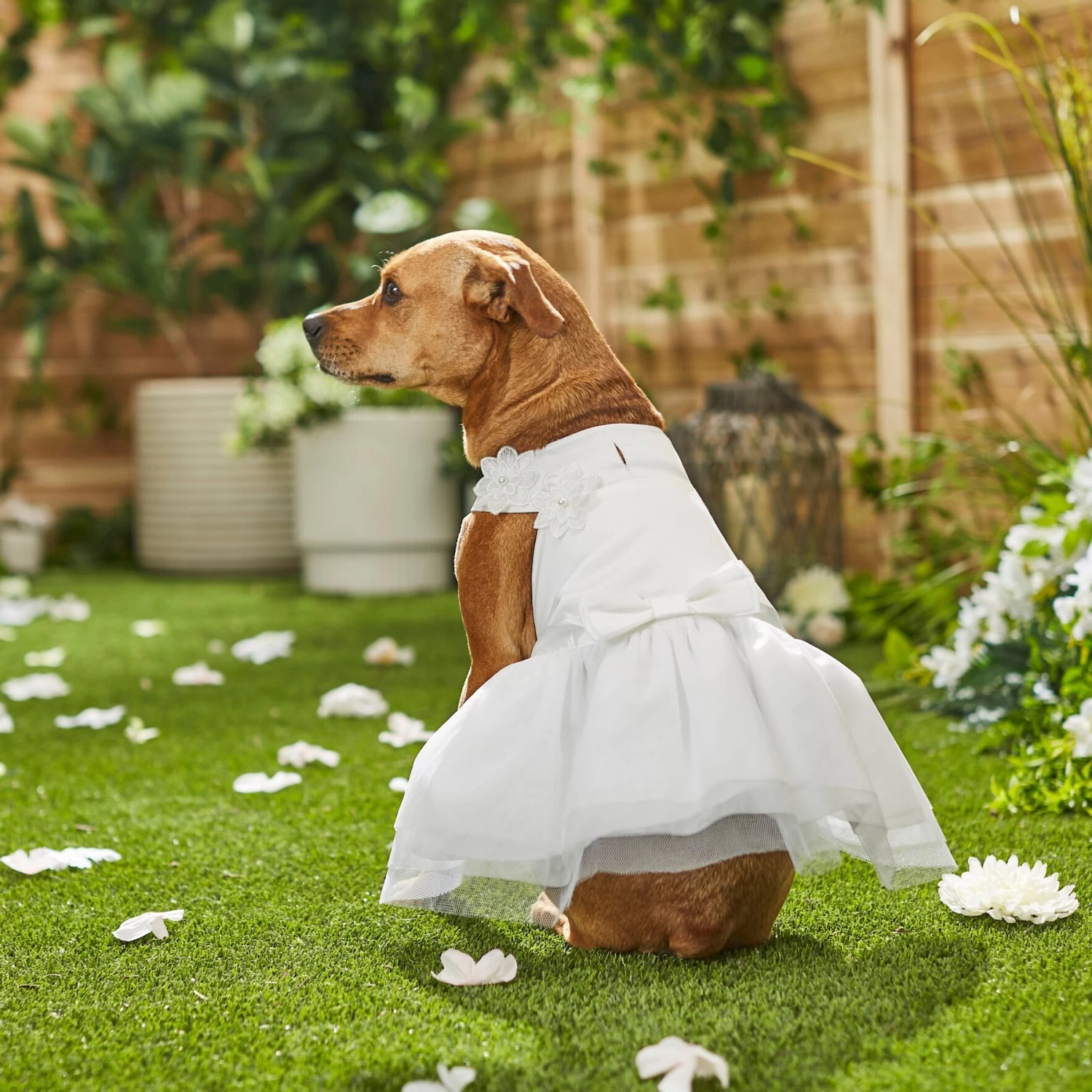 Frisco Formal Dog Wedding Dress Frisco Formal Dog Wedding Dress -Pet Supplies Shop 248743 PT7. AC SS1800 V1614118361