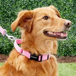 Frisco Solid Nylon Personalized Martingale Dog Collar 6 Frisco Solid Nylon Personalized Martingale Dog Collar -Pet Supplies Shop 249561 PT6. AC SS1800 V1628878316