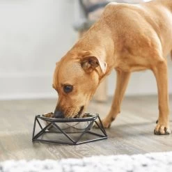 Frisco Elevated Stainless Steel Dog & Cat Bowl With Metal Stand -Pet Supplies Shop 253055 PT2. AC SS1800 V1616594231