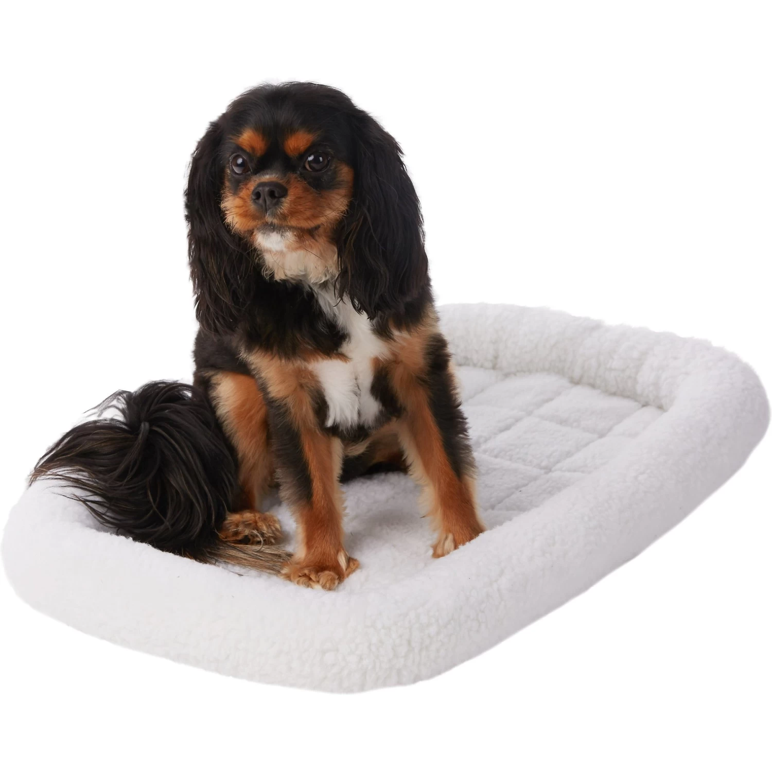 Frisco Heavy Duty Fold & Carry Single Door Collapsible Wire Dog Crate & Frisco Quilted Dog Crate Mat Frisco Heavy Duty Fold & Carry Single Door Collapsible Wire Dog Crate & Frisco Quilted Dog Crate Mat -Pet Supplies Shop 255551 PT4. AC SS1800 V1604096523