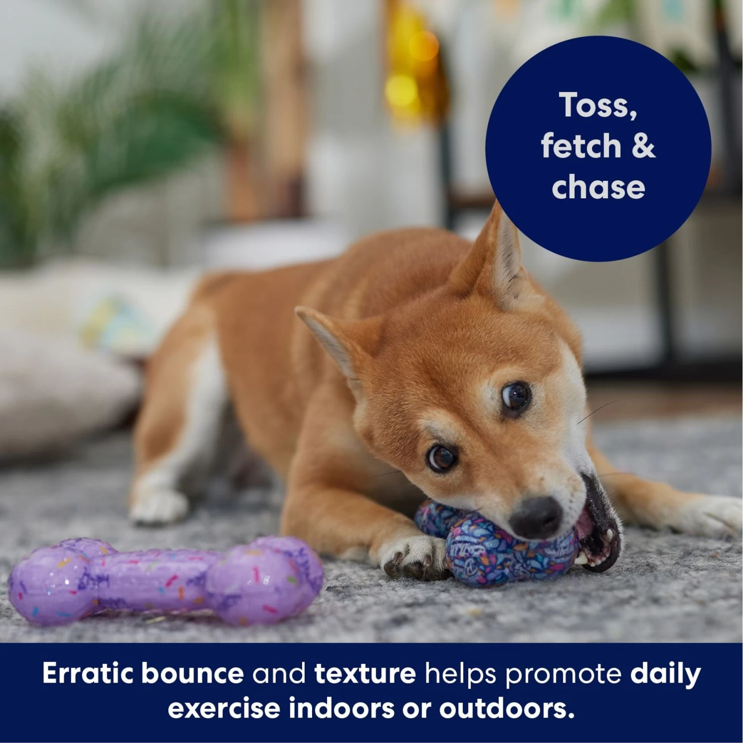 Frisco Birthday TPR Fetch Bone Squeaky Dog Toy Frisco Birthday TPR Fetch Bone Squeaky Dog Toy -Pet Supplies Shop 264422 PT4. AC SS1800 V1695760988