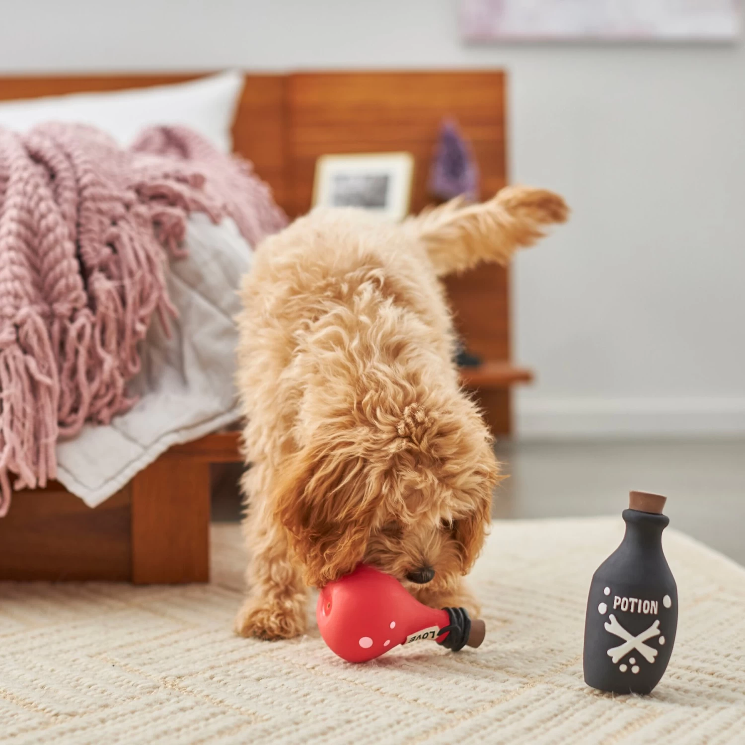 Frisco Magic Potions Latex Squeaky Dog Toy, 2 count Frisco Magic Potions Latex Squeaky Dog Toy, 2 Count -Pet Supplies Shop 265632 PT3. AC SS1800 V1620939021