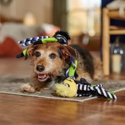 Frisco Halloween Spider Plush Squeaky Dog Toy -Pet Supplies Shop 270379 PT3. AC SS1800 V1689878438