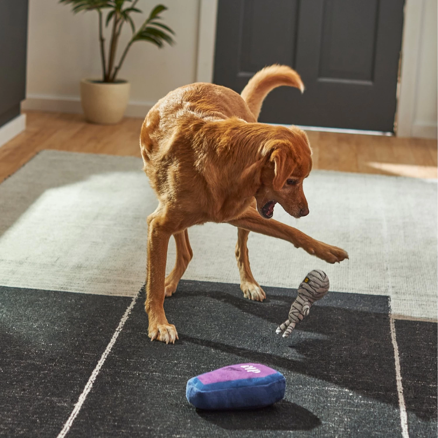 Frisco Halloween Mummy & Coffin Plush Squeaky Dog Toy Frisco Halloween Mummy & Coffin Plush Squeaky Dog Toy -Pet Supplies Shop 270437 PT3. AC SS1800 V1624817278