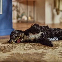 Frisco Halloween Candy Corn & Ghosts TPR Bone Squeaky Dog Toy, 2 Count -Pet Supplies Shop 270529 PT3. AC SS1800 V1689876508