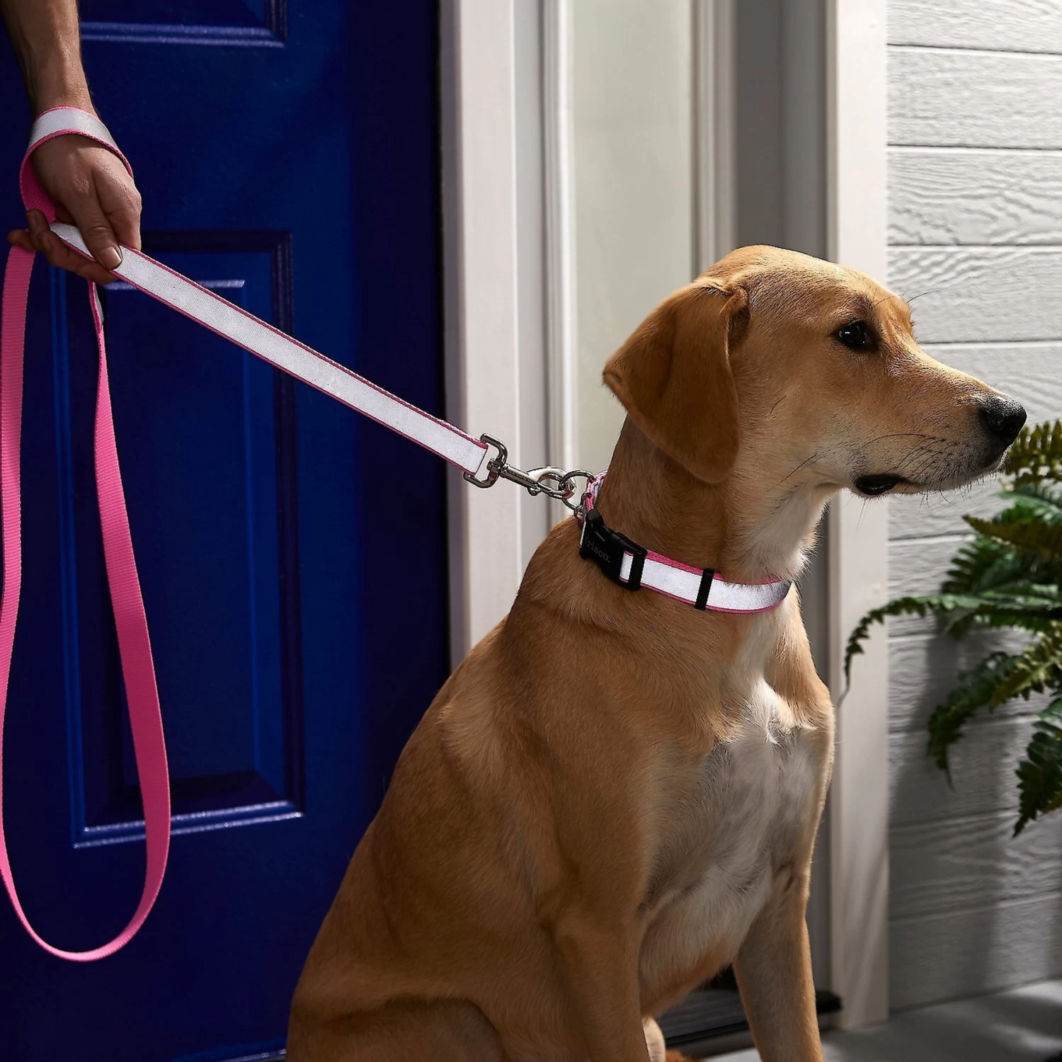 Frisco Solid Polyester Personalized Reflective Dog Leash Frisco Solid Polyester Personalized Reflective Dog Leash -Pet Supplies Shop 270686 PT4. AC SS1800 V1628030492