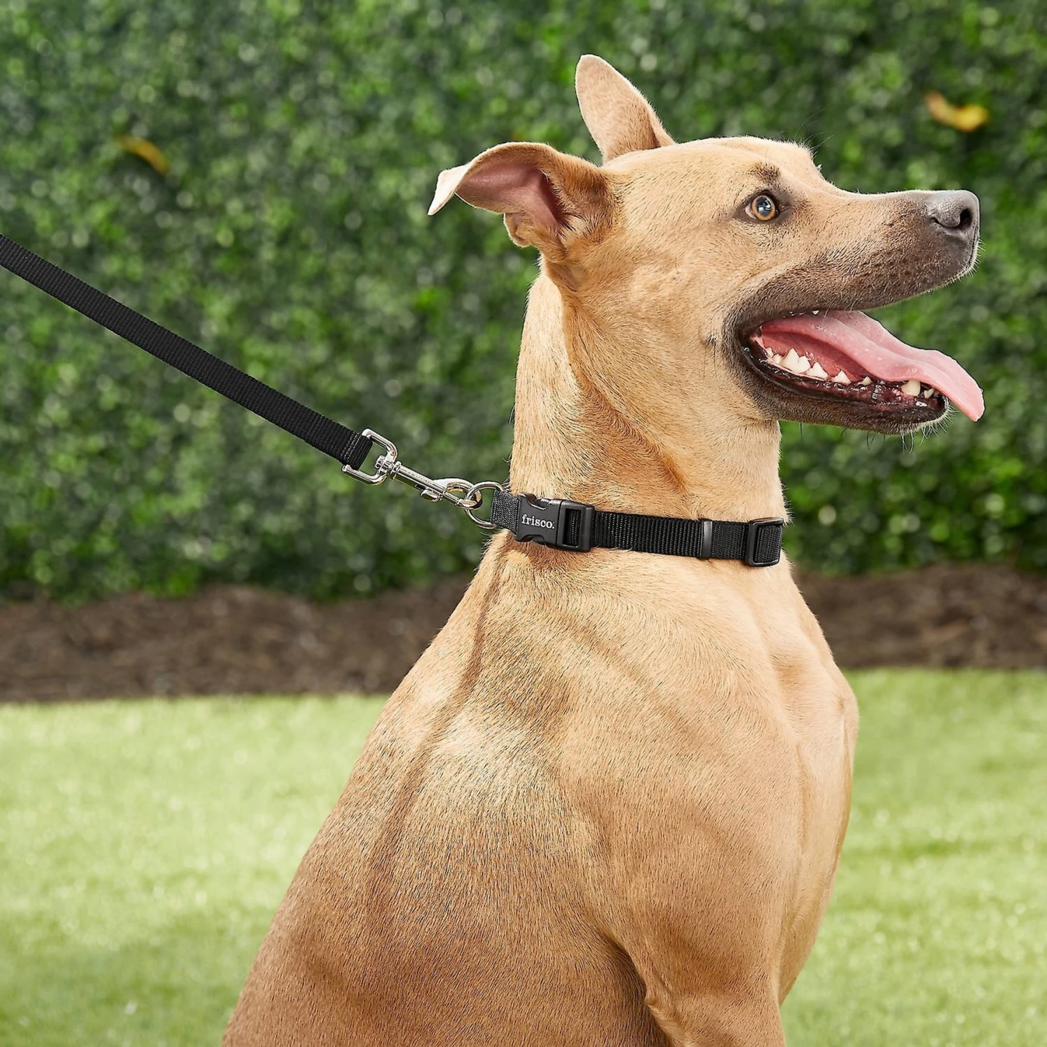 Frisco Solid Nylon Personalized Dog Leash Frisco Solid Nylon Personalized Dog Leash -Pet Supplies Shop 270716 PT6. AC SS1800 V1628029678