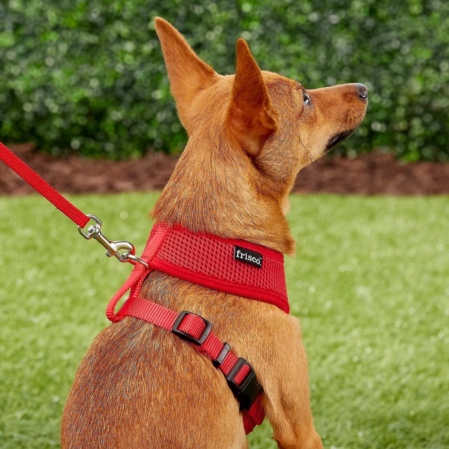 Frisco Small & Medium Breed Soft Mesh Personalized Back Clip Dog Harness Frisco Small & Medium Breed Soft Mesh Personalized Back Clip Dog Harness -Pet Supplies Shop 271252 PT6. AC SS1800 V1618938436