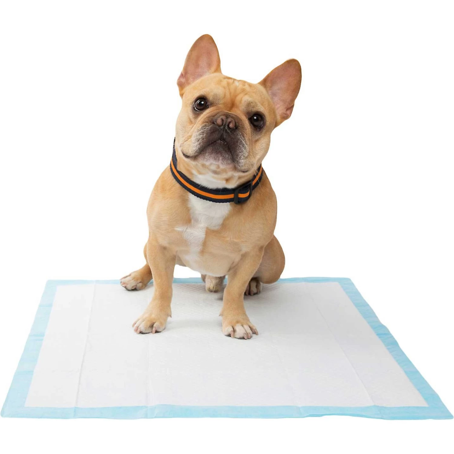 Frisco Premium Dog Training & Potty Pads & Frisco Premium Extra Large Dog Training & Potty Pads Frisco Premium Dog Training & Potty Pads & Frisco Premium Extra Large Dog Training & Potty Pads -Pet Supplies Shop 276223 PT4. AC SS1800 V1616193411