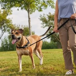 Frisco Basic No Pull Harness -Pet Supplies Shop 277873 PT4. AC SS1800 V1629816999