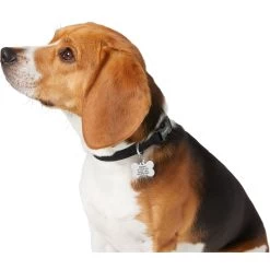 Frisco Chewy Stainless Steel Personalized Dog ID Tag With Enamel Infill -Pet Supplies Shop 281945 PT6. AC SS1800 V1624334875