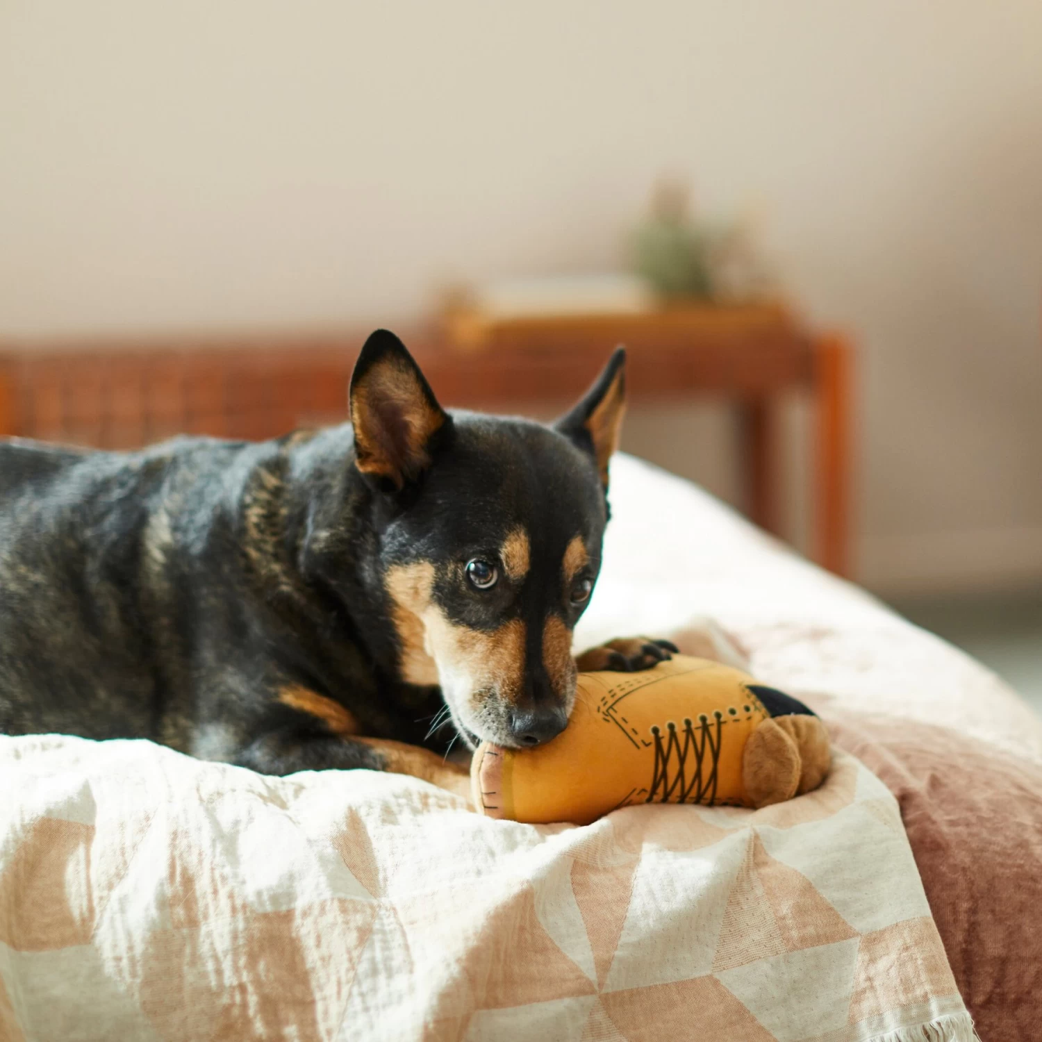 Frisco Fall Boot Plush Squeaky Dog Toy Frisco Fall Boot Plush Squeaky Dog Toy -Pet Supplies Shop 285619 PT3. AC SS1800 V1629724969