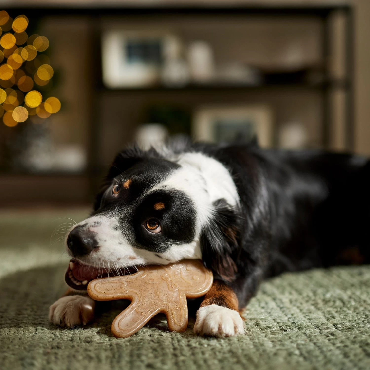 Frisco Nylon Gingerbread Dog Chew Toy, Beef Flavor, Medium Frisco Nylon Gingerbread Dog Chew Toy, Beef Flavor, Medium -Pet Supplies Shop 291385 PT3. AC SS1800 V1668108316