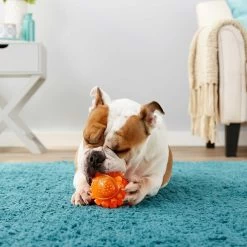 Frisco Fetch Squeaky TPR Ball Dog Toy & Bones & Chews Pig Ear Chews Dog Treats 3 Frisco Fetch Squeaky TPR Ball Dog Toy & Bones & Chews Pig Ear Chews Dog Treats -Pet Supplies Shop 297964 PT3. AC SS1800 V1623252759