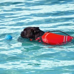 Frisco Active Dog Life Jacket & Frisco Foam Rubber Floating Fetch Ball No Squeak Dog Toy 8 Frisco Active Dog Life Jacket & Frisco Foam Rubber Floating Fetch Ball No Squeak Dog Toy -Pet Supplies Shop 303364 PT8. AC SS1800 V1623163654