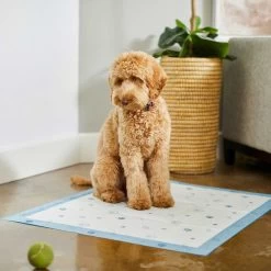 Frisco Fold & Carry Single Door Collapsible Wire Dog Crate & Frisco Premium Extra Large Printed Dog Training & Potty Pads -Pet Supplies Shop 303438 PT8. AC SS1800 V1623051743