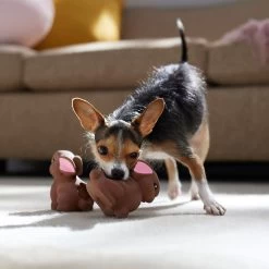 Frisco Easter Chocolate Bunnies Latex Squeaky Dog Toy -Pet Supplies Shop 304956 PT4. AC SS1800 V1700162989