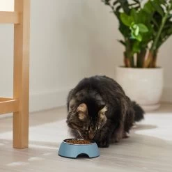 Frisco Coral Design Stainless Steel Dog & Cat Bowl -Pet Supplies Shop 311972 PT3. AC SS1800 V1642542435