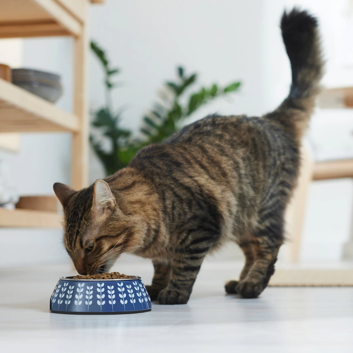 Frisco Leaf Design Stainless Steel Dog & Cat Bowl Frisco Leaf Design Stainless Steel Dog & Cat Bowl -Pet Supplies Shop 311980 PT3. AC SS1800 V1642542556