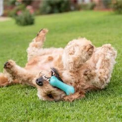 Frisco Fetch Squeaking Colorful Tennis Ball Dog Toy & Playology Scented Dual Layer Bone Dog Toy -Pet Supplies Shop 319022 PT6. AC SS1800 V1630561003