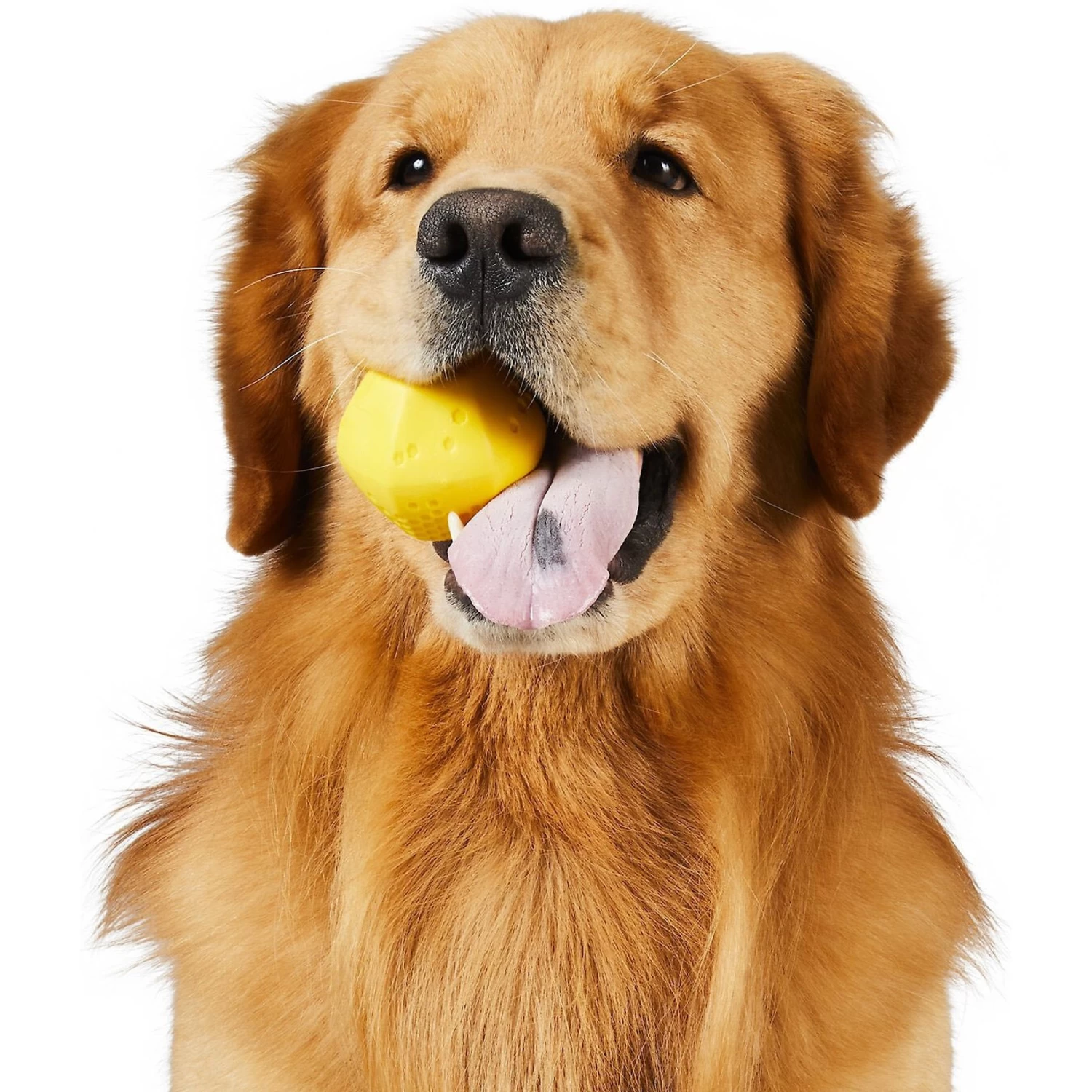 Frisco Fetch Squeaking Colorful Tennis Ball Dog Toy & Project Hive Pet Company Ball Dog Toy Frisco Fetch Squeaking Colorful Tennis Ball Dog Toy & Project Hive Pet Company Ball Dog Toy -Pet Supplies Shop 319024 PT5. AC SS1800 V1630560973