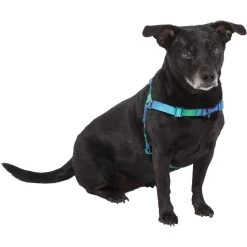Frisco Green Ombre Style Dog Harness 2 Frisco Green Ombre Style Dog Harness -Pet Supplies Shop 324531 PT2. AC SS1800 V1642519055