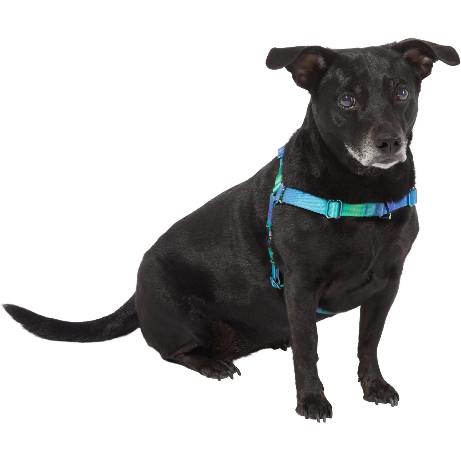 Frisco Green Ombre Style Dog Harness Frisco Green Ombre Style Dog Harness -Pet Supplies Shop 324531 PT2. AC SS1800 V1642519055