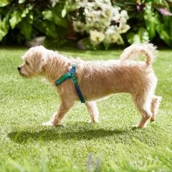 Frisco Green Ombre Style Dog Harness 4 Frisco Green Ombre Style Dog Harness -Pet Supplies Shop 324531 PT4. AC SS1800 V1642519509