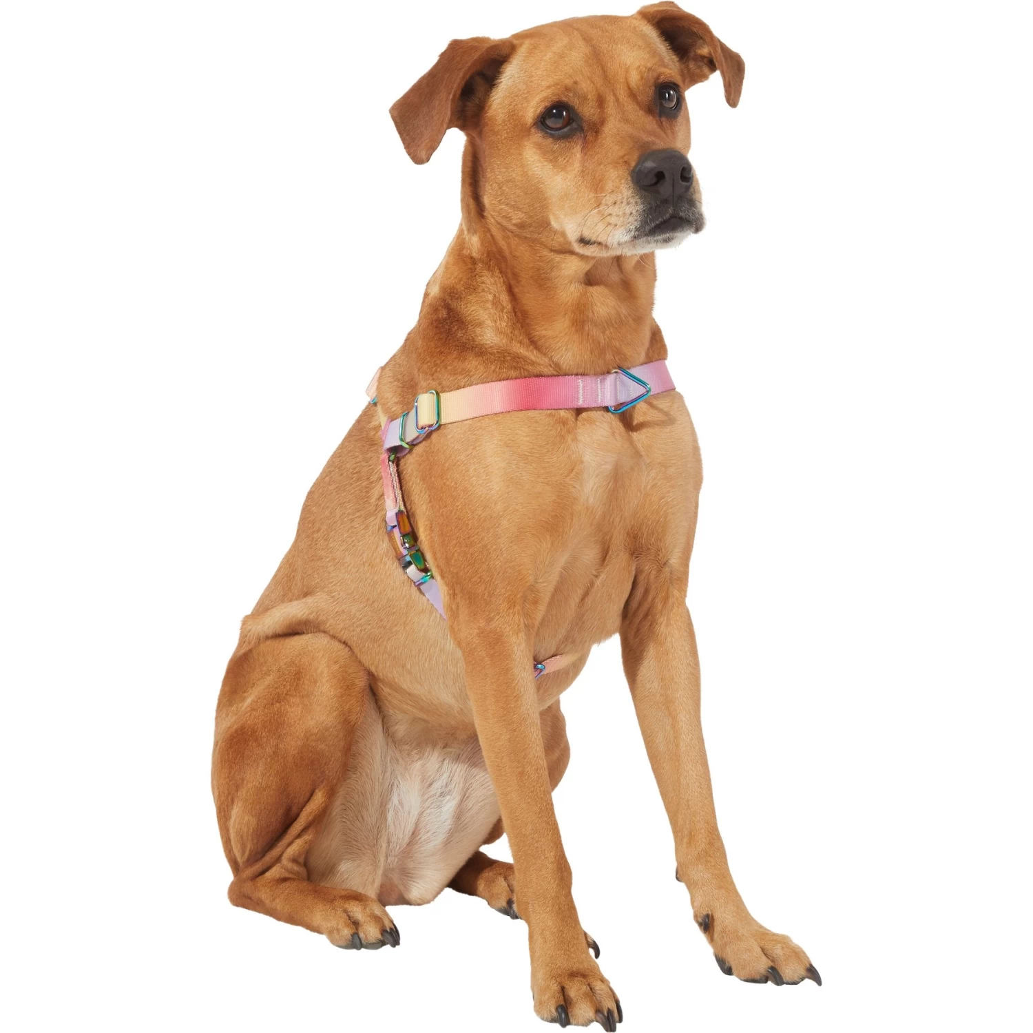 Frisco Pink Ombre Style Dog Harness Frisco Pink Ombre Style Dog Harness -Pet Supplies Shop 324537 PT2. AC SS1800 V1642519336