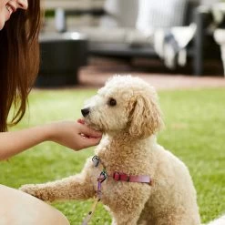 Frisco Pink Ombre Style Dog Harness 4 Frisco Pink Ombre Style Dog Harness -Pet Supplies Shop 324537 PT4. AC SS1800 V1642518514